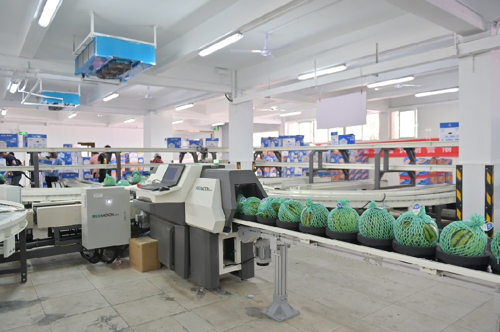 深圳市金津農產品有限公司（以下簡稱金津）經過十多年的發展，已成為同行業內具有強大實力的農業產業化公司，是國內少有的精品瓜品牌。憑借過硬的品質，進駐一線優質售賣渠道。偶然的一次種瓜，帶來豐收的意外之喜2007年，試種帥童西瓜，在香港市大賣，一時供不應求，金津開始規?；N植。擴大供應基地，實現周年供