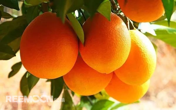 定了！定了！定了！2021年贛南臍橙開摘時(shí)間確定11月1日贛南臍橙正式開摘！!10月9日，小編從贛州市贛南臍橙協(xié)會(huì)五屆二次理事會(huì)上獲悉，根據(jù)贛州市果業(yè)發(fā)展中心對(duì)全市贛南臍橙采樣檢測(cè)結(jié)果以及氣象部門氣候預(yù)測(cè)等因素的綜合分析，經(jīng)充分討論并表決通過(guò)，確定2021年贛南臍橙開始采摘時(shí)間為11月1日。想念了一年的贛