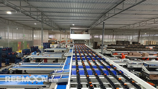 秋意漸濃, 橘香四溢。秘魯最大的冷庫制造商Friopacking投資新建的加工廠里熱鬧不凡，綠萌Fruscan S7柑橘分選設備正火力全開。據悉，Friopacking投資的公司Packing del Carmen主要加工柑橘和牛油果。與綠萌的結緣也是得益于南非與智利客戶的大力推薦。在經過與多家分選設備生產商比對以及與綠萌工程師溝通后，Packing del Ca